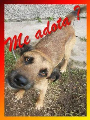 Cachorro raça SRD idade 2 anos nome estupim - praia grande