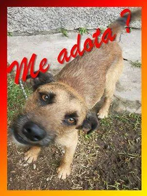 Cachorro ra a SRD idade 2 anos nome estupim - praia grande