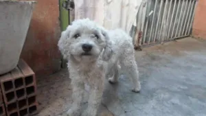 Cachorro raça SRD idade 1 ano nome são miguel paulista