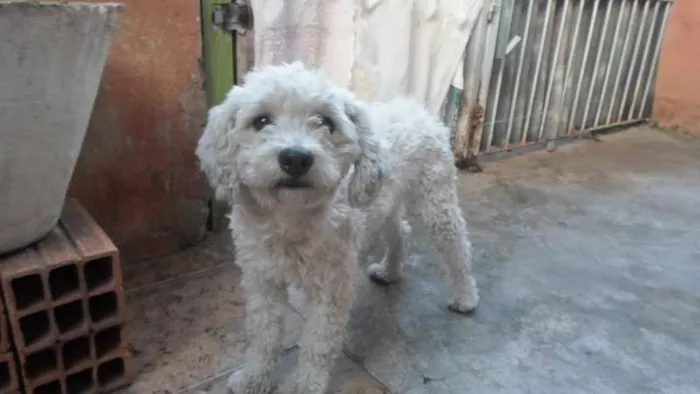 Cachorro ra a SRD idade 1 ano nome são miguel paulista