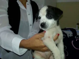 Cachorro raça SRD idade 2 a 6 meses nome filhotinho zona leste