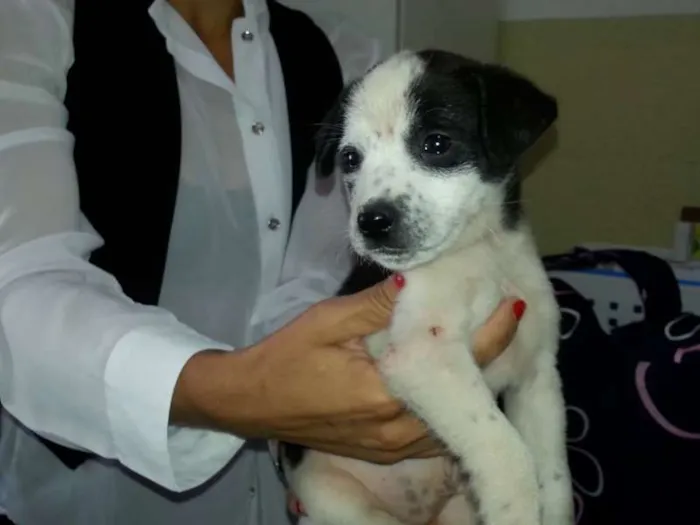 Cachorro ra a SRD idade 2 a 6 meses nome filhotinho zona leste