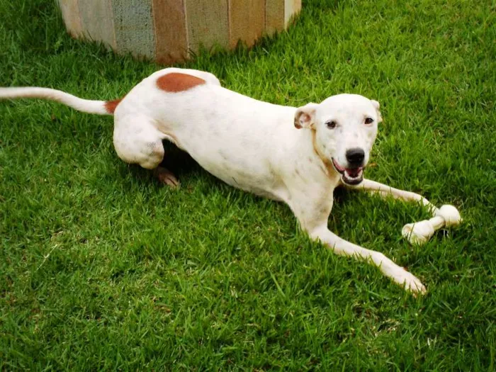 Cachorro ra a SRD idade 1 ano nome Desconhecido