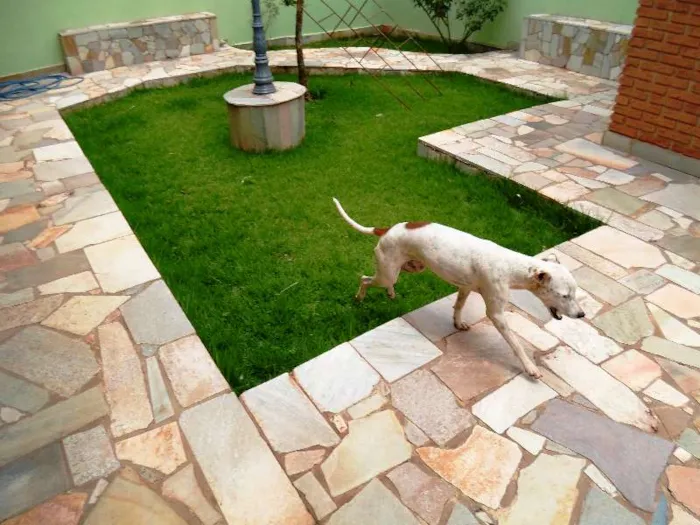 Cachorro ra a SRD idade 1 ano nome Desconhecido