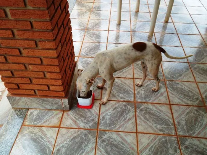 Cachorro ra a SRD idade 1 ano nome Desconhecido