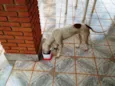 Desconhecido