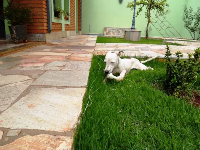 Cachorro ra a SRD idade 1 ano nome Desconhecido