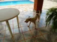 Desconhecido
