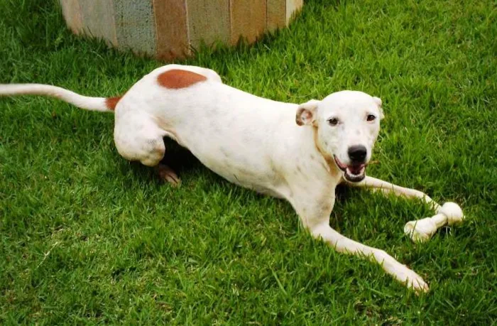 Cachorro ra a SRD idade 1 ano nome Desconhecido