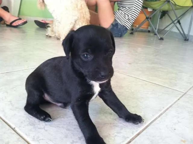 Cachorro ra a pood/pinscher idade Abaixo de 2 meses nome 1, 2 e 3