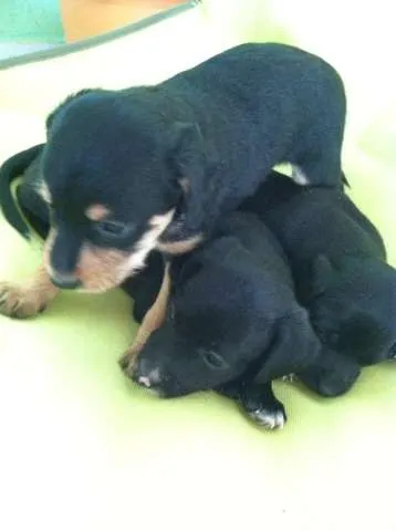 Cachorro ra a pood/pinscher idade Abaixo de 2 meses nome 1, 2 e 3