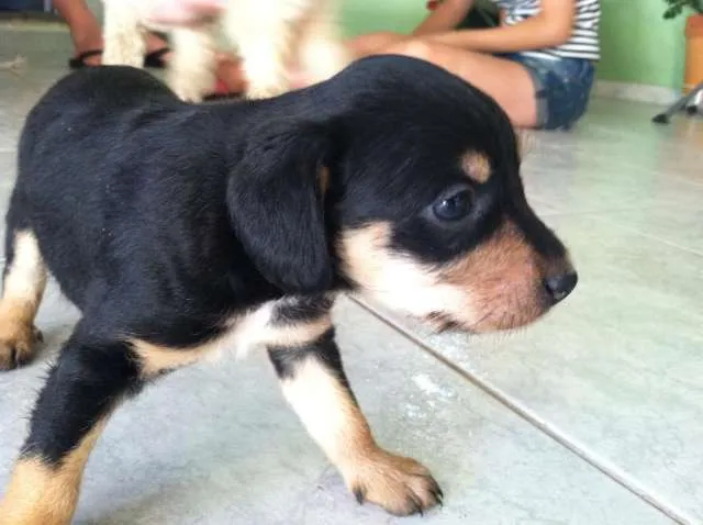 Cachorro ra a pood/pinscher idade Abaixo de 2 meses nome 1, 2 e 3