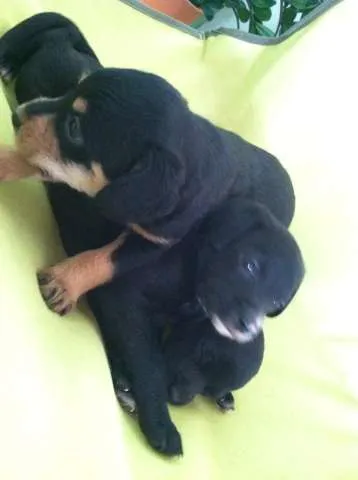 Cachorro ra a pood/pinscher idade Abaixo de 2 meses nome 1, 2 e 3