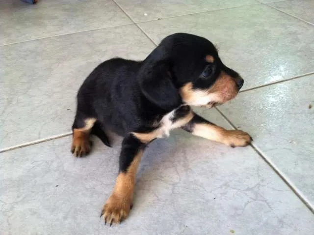 Cachorro ra a pood/pinscher idade Abaixo de 2 meses nome 1, 2 e 3