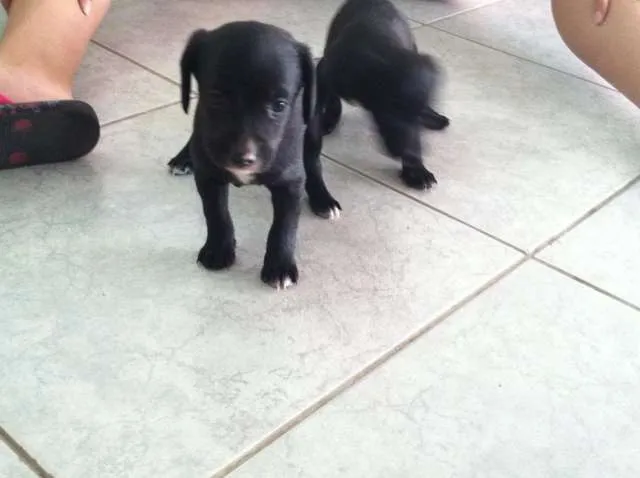 Cachorro ra a pood/pinscher idade Abaixo de 2 meses nome 1, 2 e 3