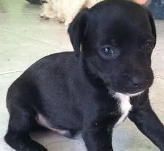 Cachorro ra a pood/pinscher idade Abaixo de 2 meses nome 1, 2 e 3