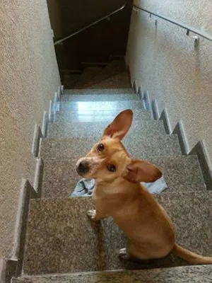 Cachorro raça SRD idade 2 anos nome Abandonada Interlagos