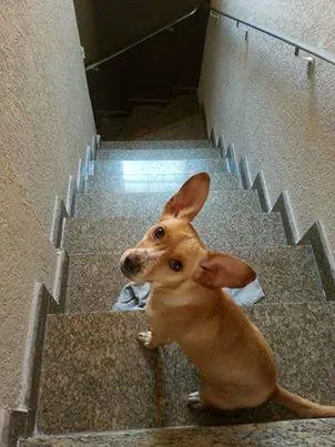 Cachorro ra a SRD idade 2 anos nome Abandonada Interlagos