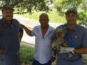 Cachorro raça Yorkshire idade 1 ano nome york SBC