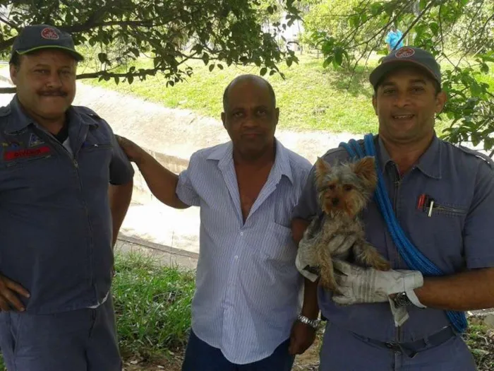 Cachorro ra a Yorkshire idade 1 ano nome york SBC