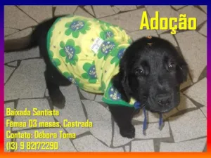 Cachorro raça SRD idade 2 a 6 meses nome Pretinha praia