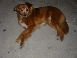 Cachorro ra a SRD idade 2 anos nome Raposinha GUARULHOS