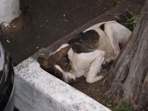 Cachorro raça SRD idade 3 anos nome perdido cotia