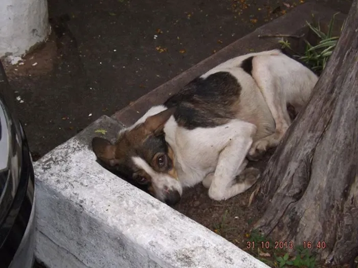Cachorro ra a SRD idade 3 anos nome perdido cotia