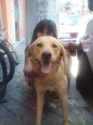Cachorro raça golden idade 2 anos nome mestiço de golden