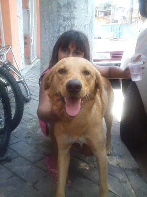 Cachorro ra a golden idade 2 anos nome mestiço de golden