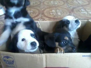 Cachorro raça srd idade 2 a 6 meses nome vários