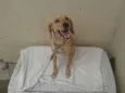 Sammy