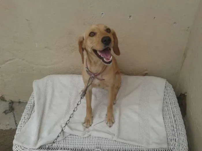 Cachorro ra a  idade 1 ano nome Sammy
