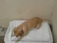 Sammy