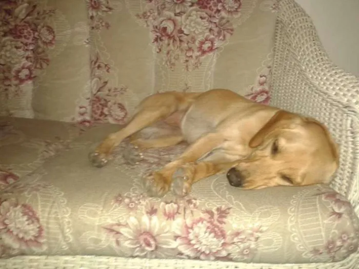 Cachorro ra a  idade 1 ano nome Sammy