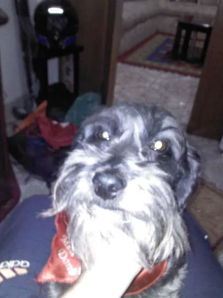 Cachorro ra a Shnauzer idade 1 ano nome Bob