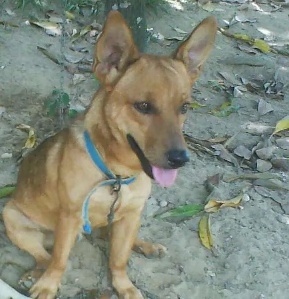 Cachorro ra a viralata raciado idade 3 anos nome scooby