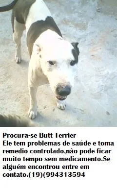 Cachorro ra a Bull terrier idade 3 anos nome Butt