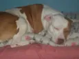 Branquinha