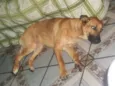 Branquinha