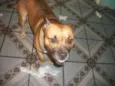 Branquinha