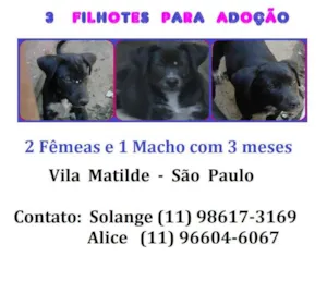 Cachorro raça SRD idade 2 a 6 meses nome sem nome