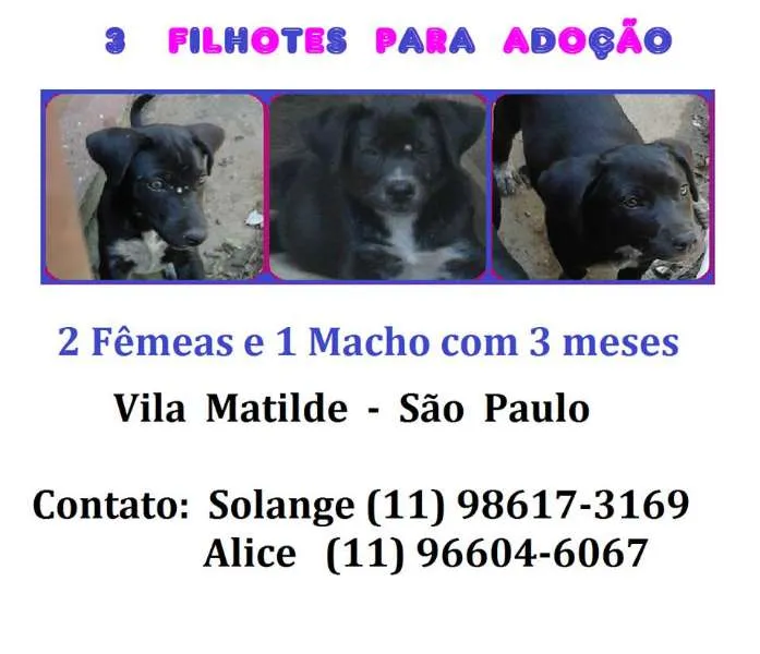 Cachorro ra a SRD idade 2 a 6 meses nome sem nome