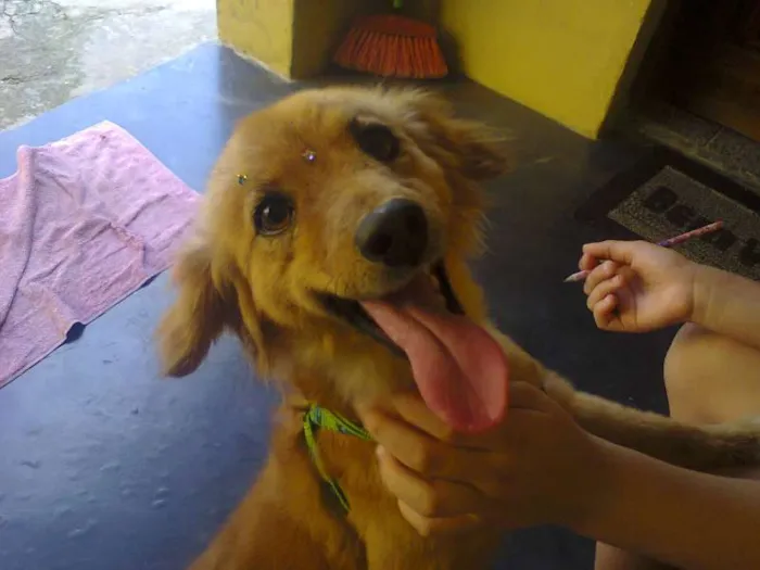 Cachorro ra a não definida idade 1 ano nome mel