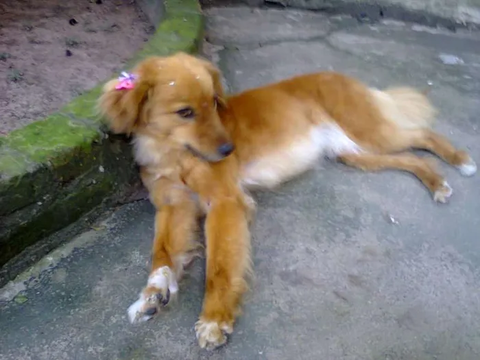 Cachorro ra a não definida idade 1 ano nome mel