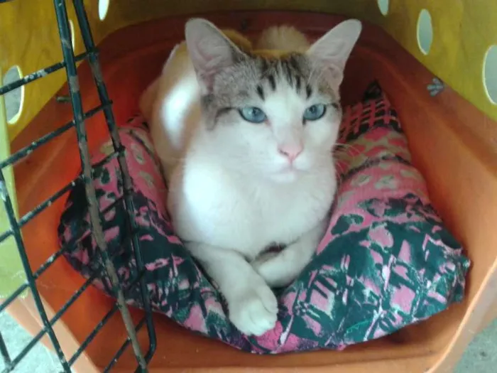 Gato ra a SRD idade 1 ano nome KARINA