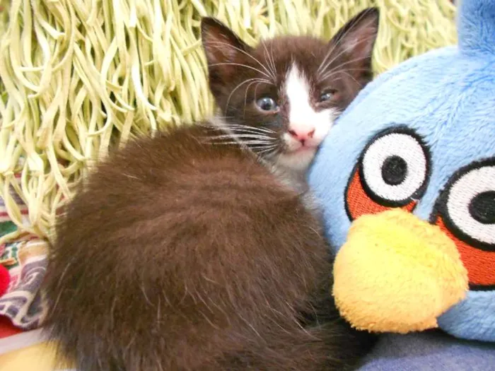 Gato ra a vira lata idade Abaixo de 2 meses nome Sem Nome