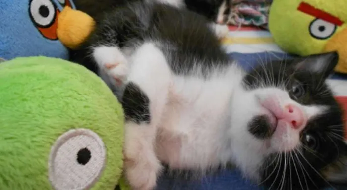 Gato ra a vira lata idade Abaixo de 2 meses nome Sem Nome