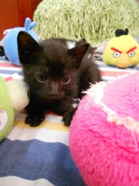 Gato ra a vira lata idade Abaixo de 2 meses nome Sem Nome