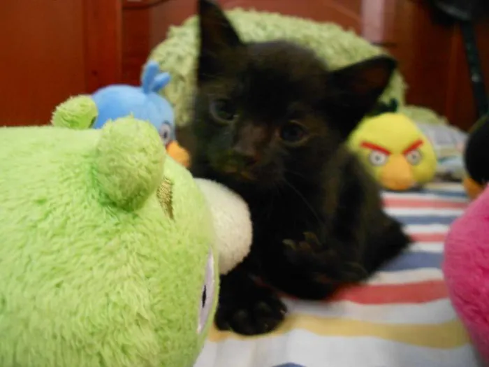 Gato ra a vira lata idade Abaixo de 2 meses nome Sem Nome